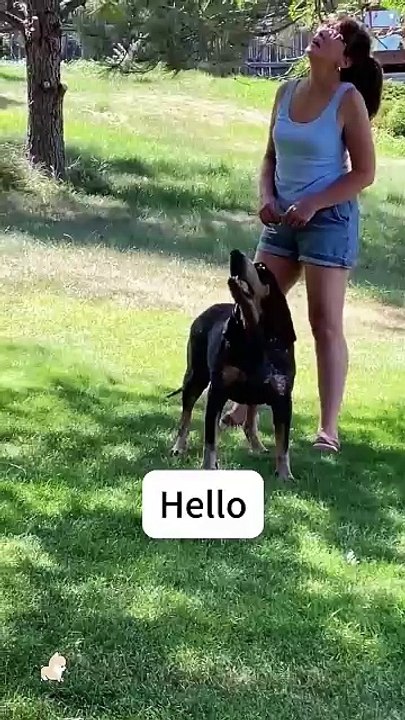dogs imitating humans hilarious compilation! 🐶😂