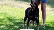 dogs imitating humans hilarious compilation! 🐶😂