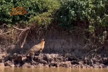 Sucuri despenca de árvore e é atacada por onça-pintada no Pantanal