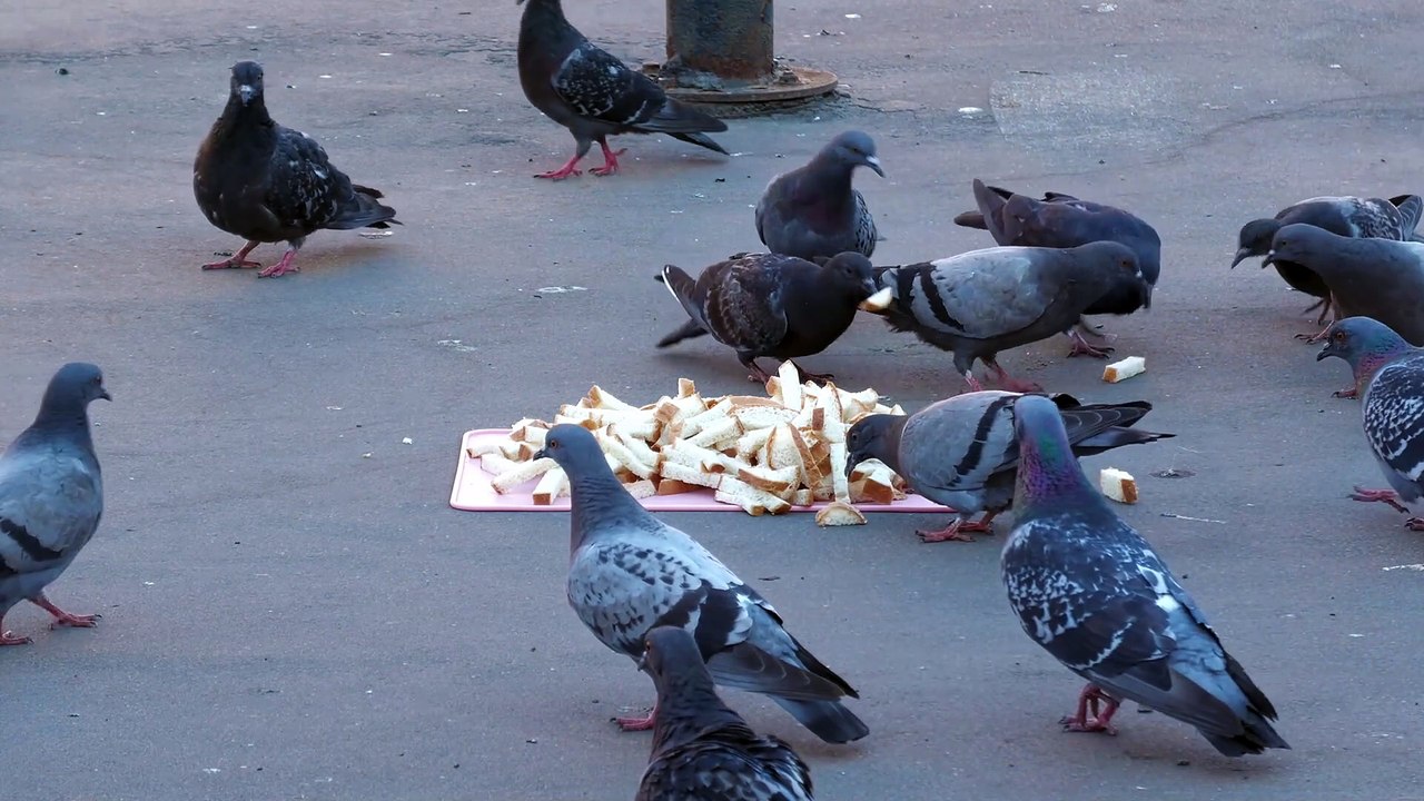 [RU] Russian Mukbang [Dove with bread / Panasonic HC-X1600]