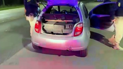 PRF flagra transporte ilegal de 250 aves silvestres na BR-476 em Araucária