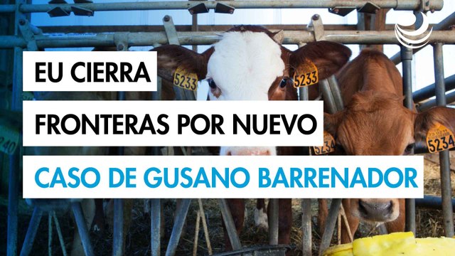 EU vuelve cerrar su frontera al ganado mexicano por nuevo caso de gusano barrenador