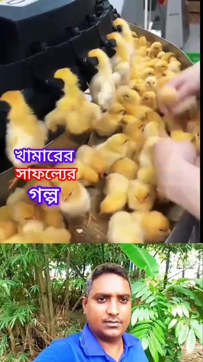 মুরগির বাচ্চার স্বাস্থ্য সুরক্ষায় ফ্যাক্টরি ভ্যাকসিনেশন Learning Time BD