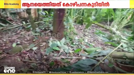 ഇടുക്കിയിൽ ജനവാസ മേഖലയിലിറങ്ങി ചക്കക്കൊമ്പൻ; നാശം വിതച്ച് മേഖലയിൽ തുടരുന്നു