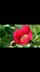 027_Why Do We Love? Riddles of Emotions and Human Feelings
