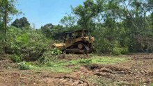 Bulldozer D6R XL Cleans the Plantation with Maximum Results