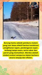 🦉 Kelebihan Burung Hantu Saat Berburu #quotes
