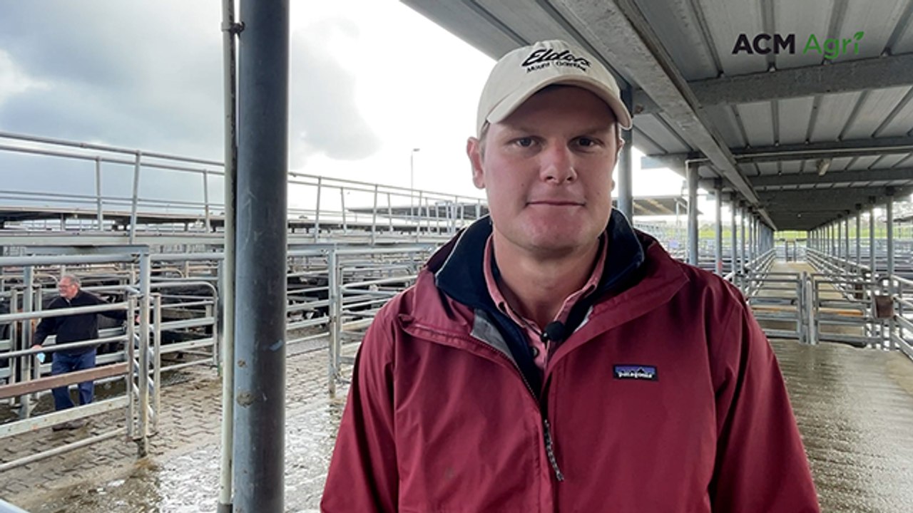 Mount Gambier July store cattle sale