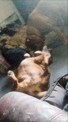 Religiosity discovered in dogs