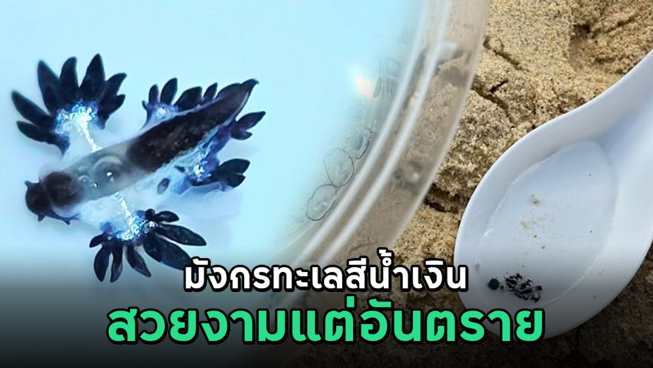 เตือนภัย ! มังกรทะเลสีน้ำเงิน โผล่หาดกะรนอีกครั้ง พิษร้ายแรง ห้ามจับเด็ดขาด