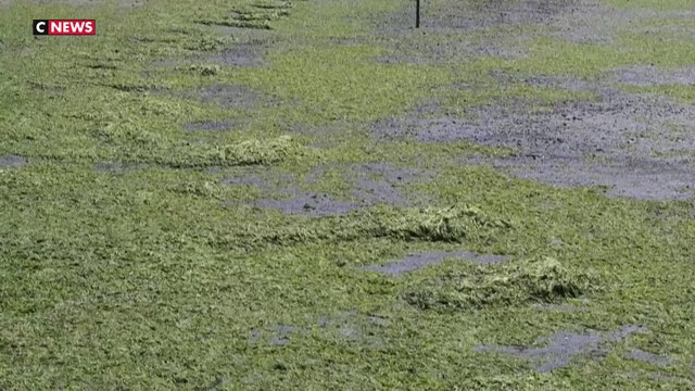 Côtes d'Armor : une plage de nouveau fermée à cause du retour des algues vertes
