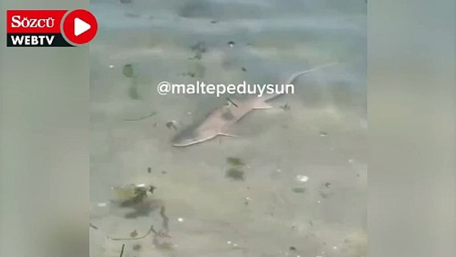 İstanbul'un en kalabalık sahilinde köpekbalığı paniği! Apar topar denizden çıktılar