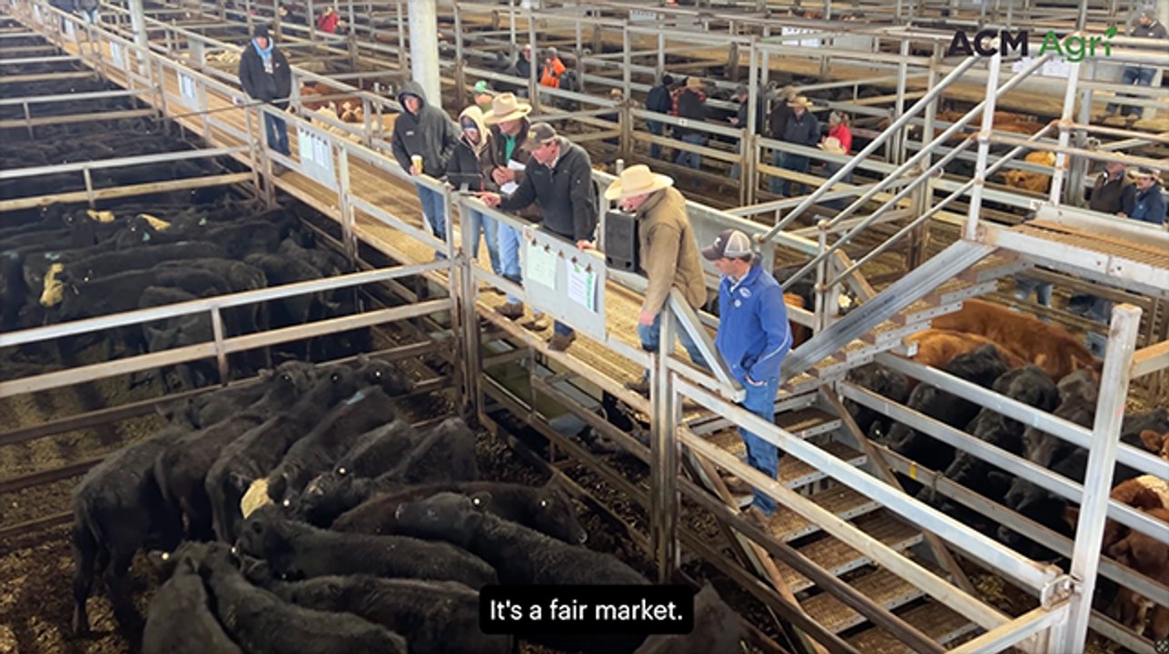 Restocking cattle in demand at Central Tablelands Livestock Exchange July Store Sale