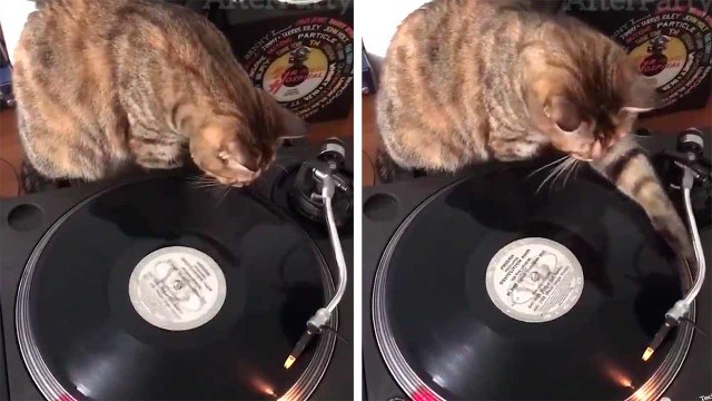 Video esilarante: un gatto DJ insegna a mixare con i dischi in vinile