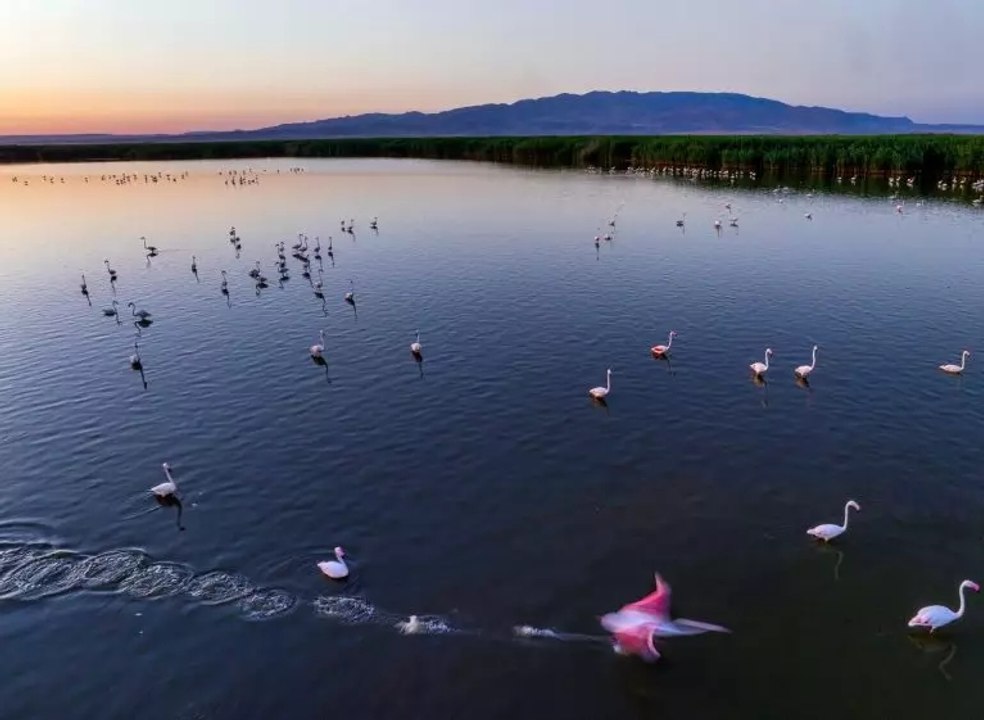 Türkiye'nin cennet köşelerinden Eber Gölü: Allı turnalar havadan görüntülendi