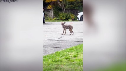 30 Eerie Cryptid Sightings Documented by Hikers