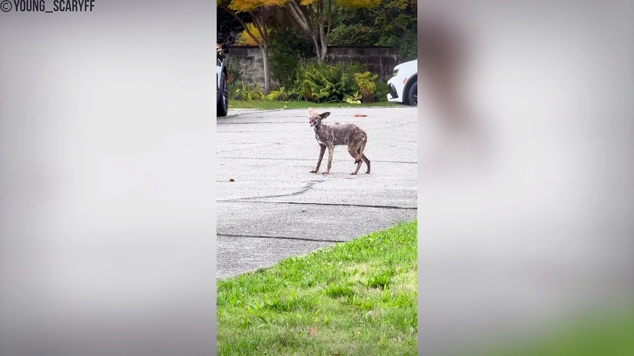 30 Eerie Cryptid Sightings Documented by Hikers