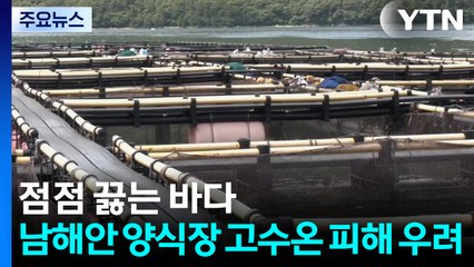 점점 끓는 바다...남해안 양식장 고수온 피해 우려 / YTN
