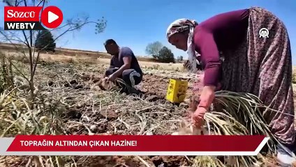 Toprağın altından çıkan hazine! Şimdi boy boy 200 TL'ye pazar tezgahlarında