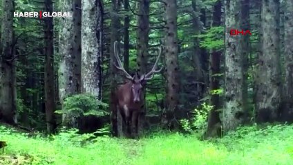 Fotokapan kızılgeyik yakaladı: İşte o görüntüler