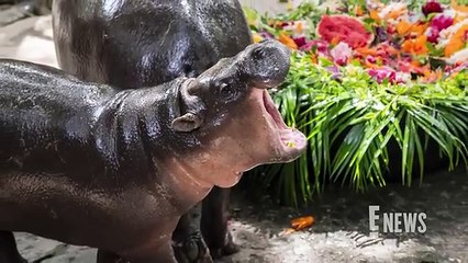 Moo Deng Celebrates Her First Birthday Inside Her 4-Day Bash