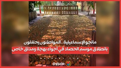 مانجو الإسماعيلية.. المواطنون يحتفلون بانطلاق موسم الحصاد في أجواء بهجة ومذاق خاص