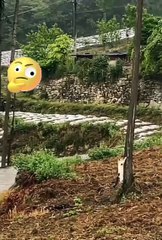 Cute animals 😼cute pet's #viral #cat #animals