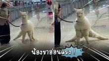 อัลปาก้าขาอ่อน ! ท่าล้มสุดฮา กลายเป็นมีมดังบน TikTok