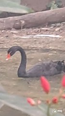 A rare glimpse of nature’s elegance! #BlackSwan #NatureVibes #WildlifeMagic #SwanMoments