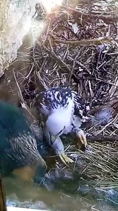 Alcara Li Fusi, filmata la nidificazione della coppia di Aquila reale e la nascita dell’aquilotto