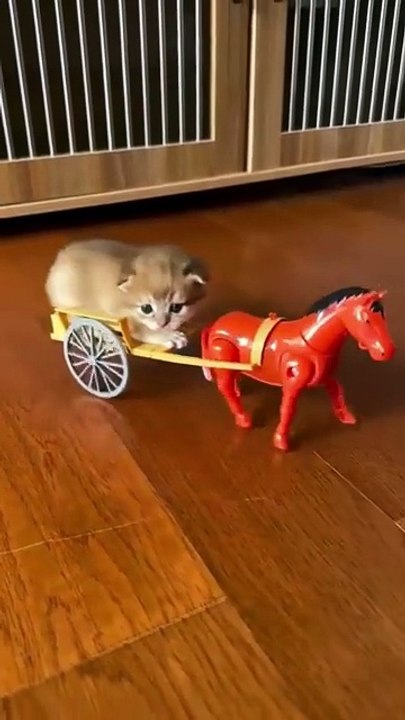 Cat videos | cute cats kittens part- 3 😻🐾  #shorts #cat #catvideos #shortvideo  #trending #animals #cats #trendingreels  #trending #shorts #love #musicandnature1