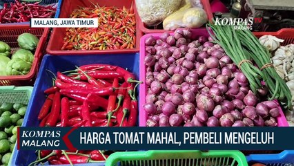 Harga Tomat Semakin Mahal, Pembeli Mengeluh