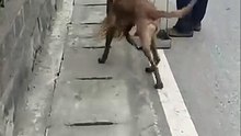 the smartest dog ever it will leave you speechless!