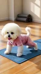 the most beautiful dog does gymnastics!