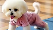 the most beautiful dog does gymnastics!