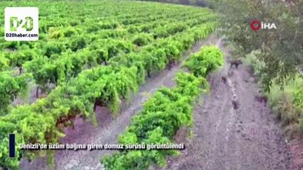 Denizli’de üzüm bağına giren domuzlar böyle kaydedildi