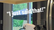 the funniest parrot ever laugh until you cry! 😂😂😂😂
