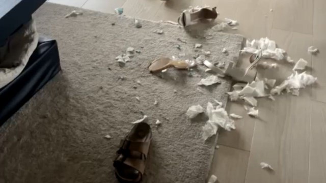 Mischievous dog ruins shoes and tries to escape blame