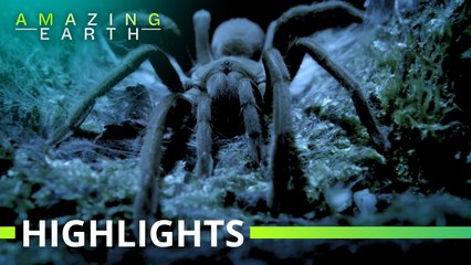 Amazing Earth: Australia’s most fearless spider, TARANTULA!