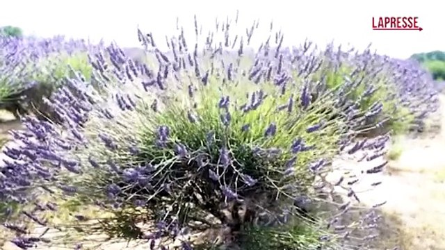 A Londra gli spettacolari campi di lavanda che fanno innamorare i turisti