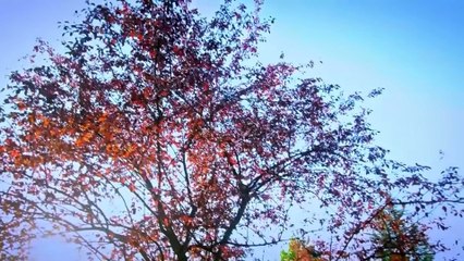 16. Te Ame Una Vez (Sevdim Seni Bir Kere), en español