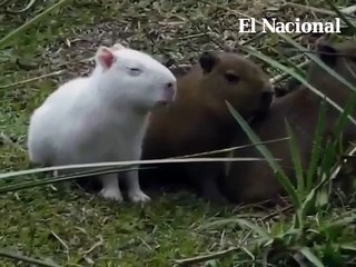 Hallaron un carpincho albino en Uruguay