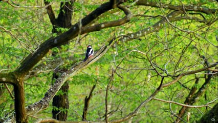 "Pica-pau-malhado-grande tamborilando ~ Dendrocopos major"🐦🌲