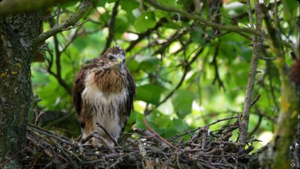 "Filhote de águia-chilena aprendendo a voar ~ Buteo buteo"