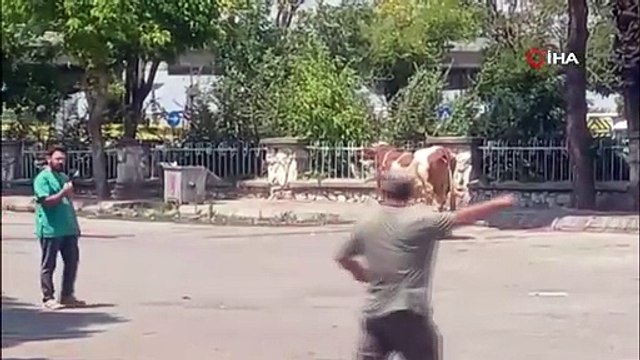 Manisa’da mezbahadan kaçan inek ortalığı birbirine kattı