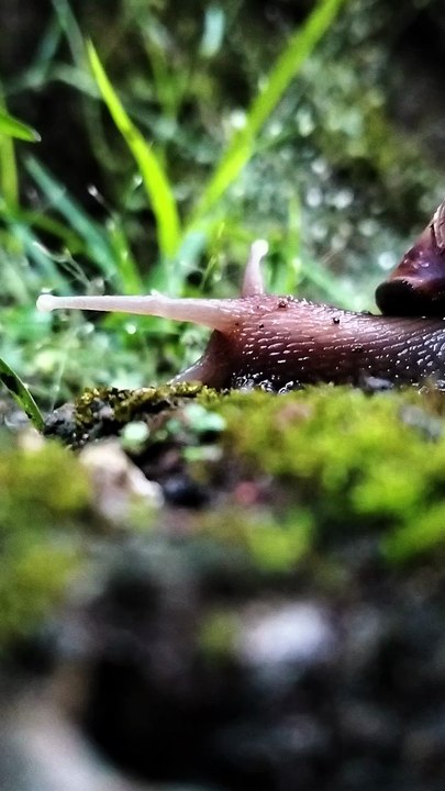 SNAIL | BEKICOT
