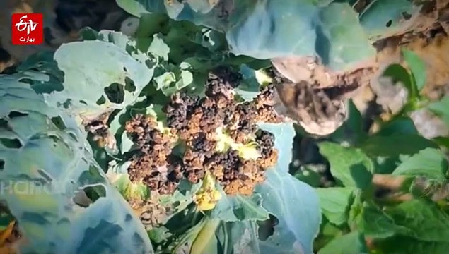 موسمیاتی تبدیلی اور ٹریفک پابندیاں، کشمیر کے کسان دوہرے نقصان سے دوچار