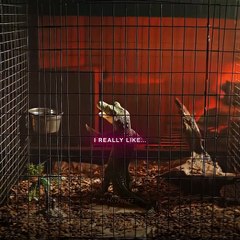 Do you want to raise a cute crocodile like this   Lyle Lyle Crocodile #shorts  #edit