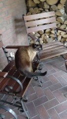 Dinner Detected. Funny Cat Activated.🚨🐱