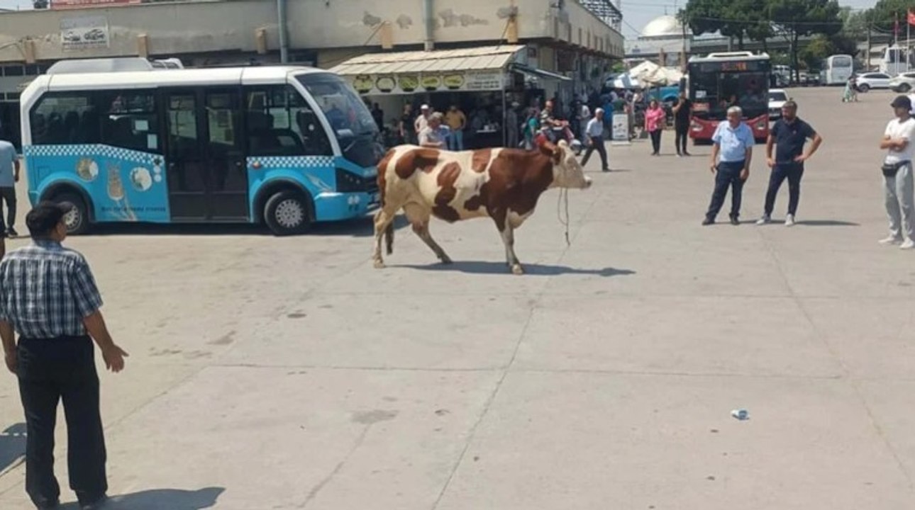Mezbahadan kaçan inek, ortalığı birbirine kattı